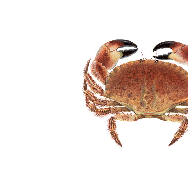 Krab