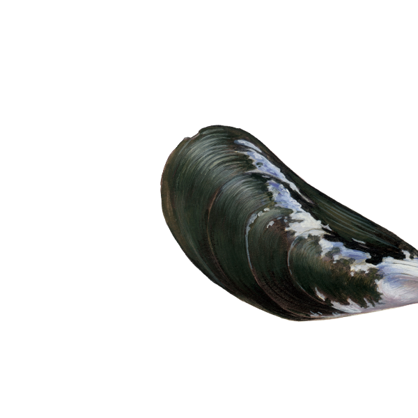 Mossel