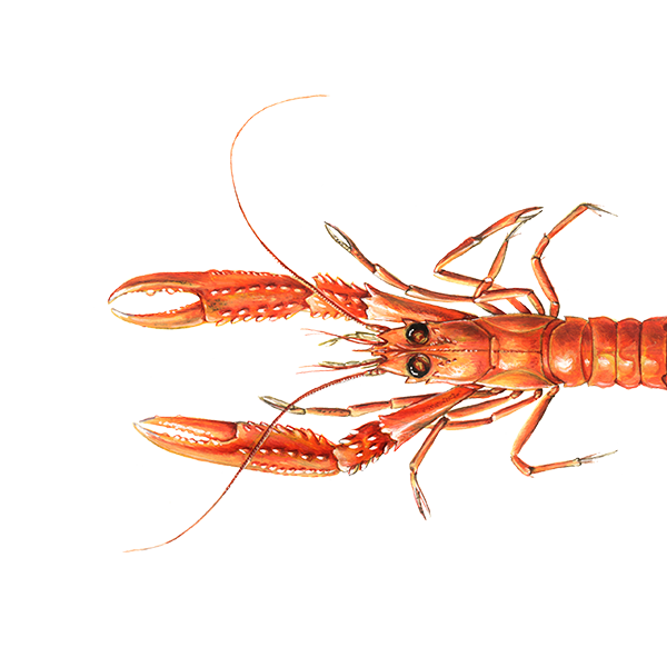 Langoustine