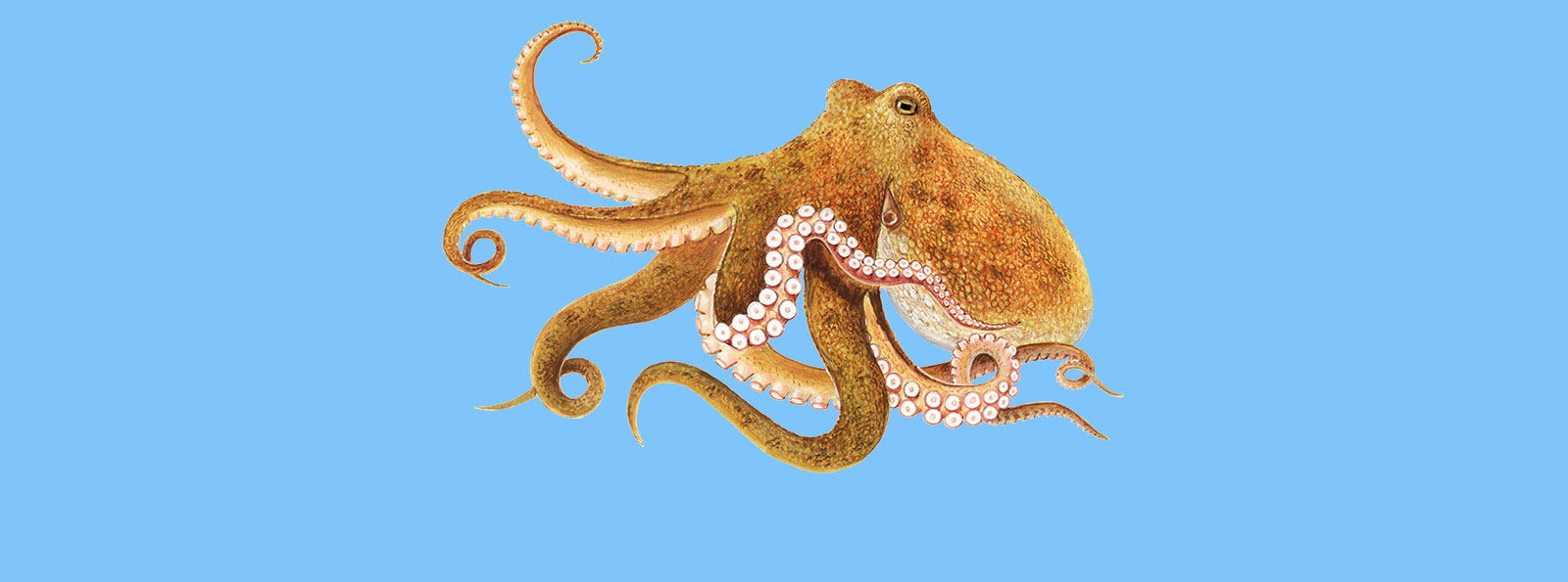 Octopus Octopus Energy