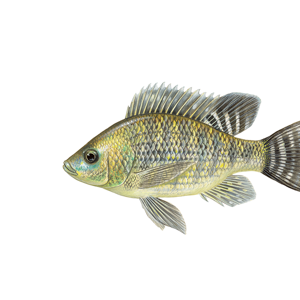 Tilapia