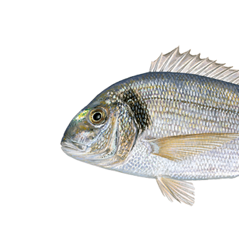 Gilt-head sea bream