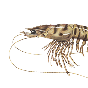 The caramote prawn