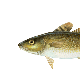 Cod