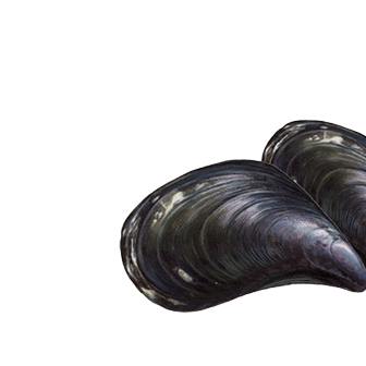 Mussels