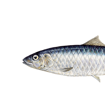 Sardine